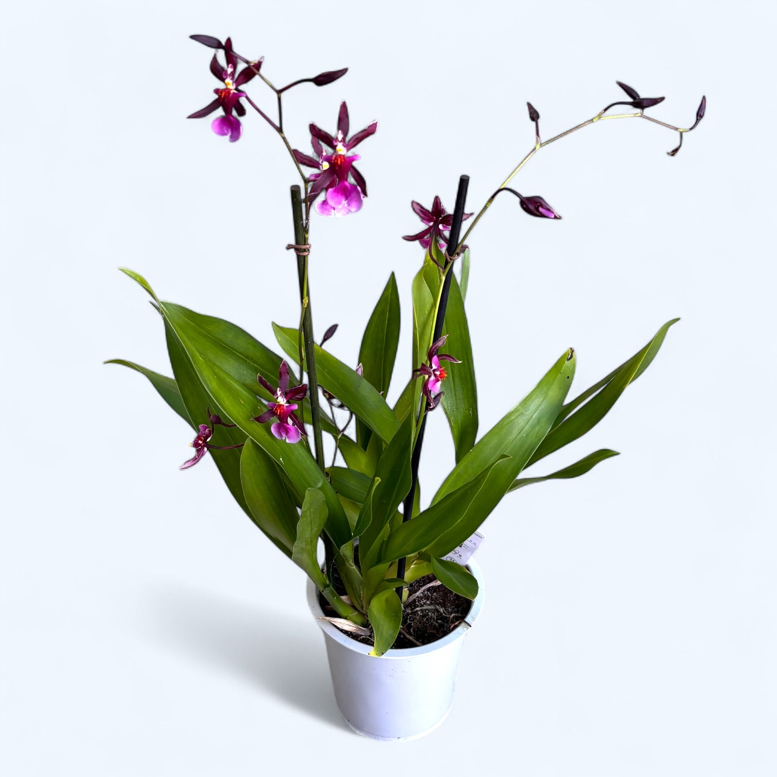 Oncidium Katrin Zoch "Mieke" *sweet vanilla fragrance