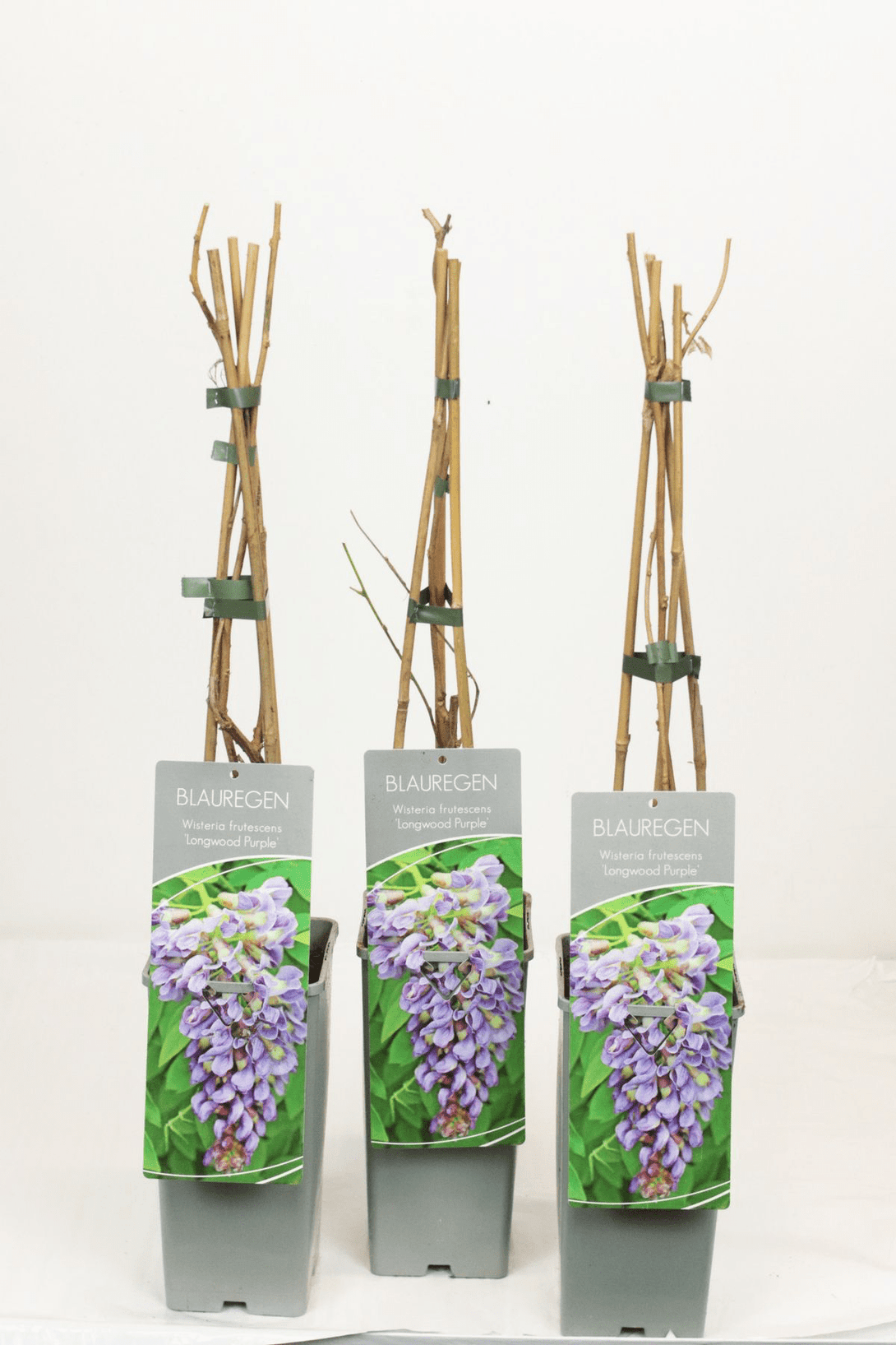Glicina americana - Wisteria frutescens 'Longwood Purple'