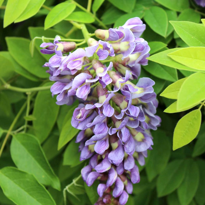 Glicina americana - Wisteria frutescens 'Longwood Purple'