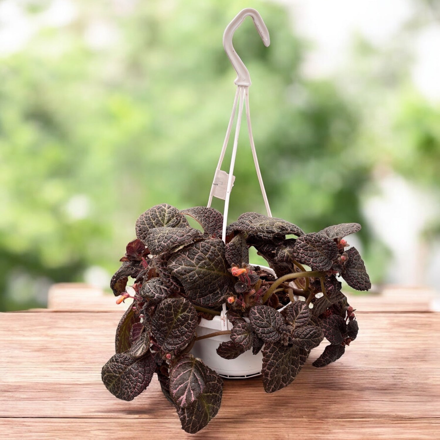 Episcia cupreata 'Red Crocodile'