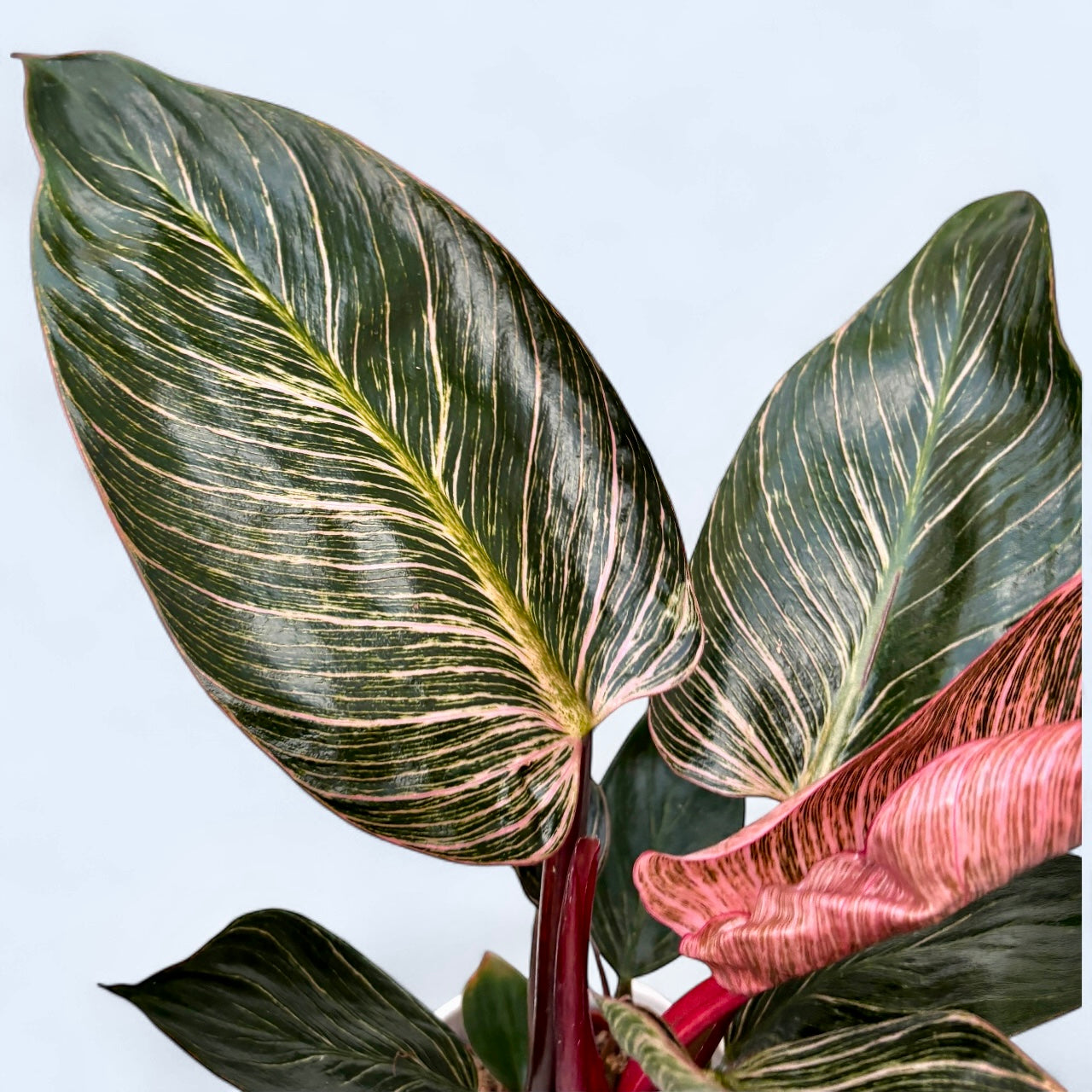 Philodendron ‘Pink Birkin’ – frunzis exotic in dungi roz spectaculoase