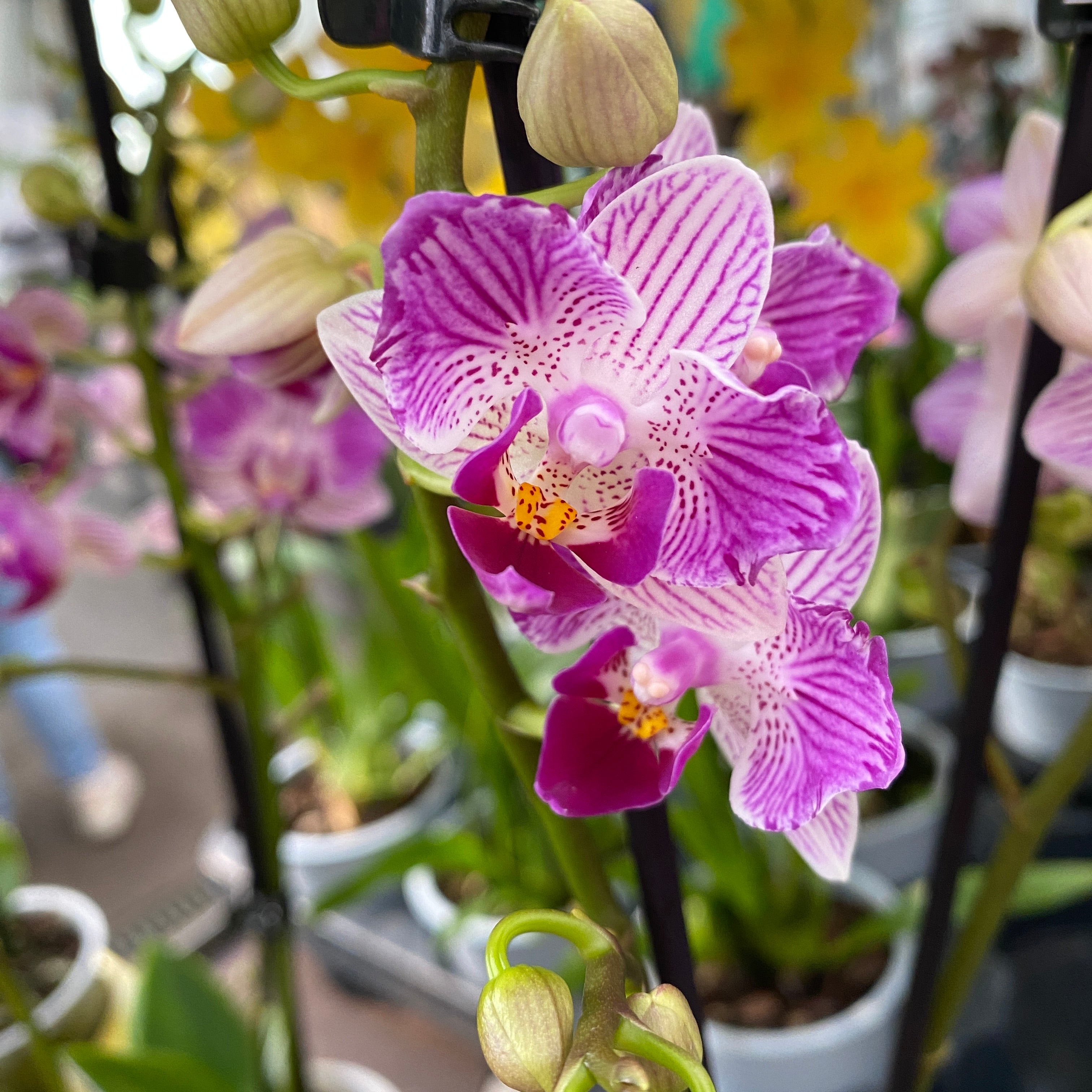 Phalaenopsis Younghome Lucky Star (0018 - peloric) (NL)