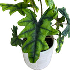 Alocasia 'Jacklyn' (Alocasia Sulawesi, Tandurusa) - seltene Sorte mit exotischem Laub