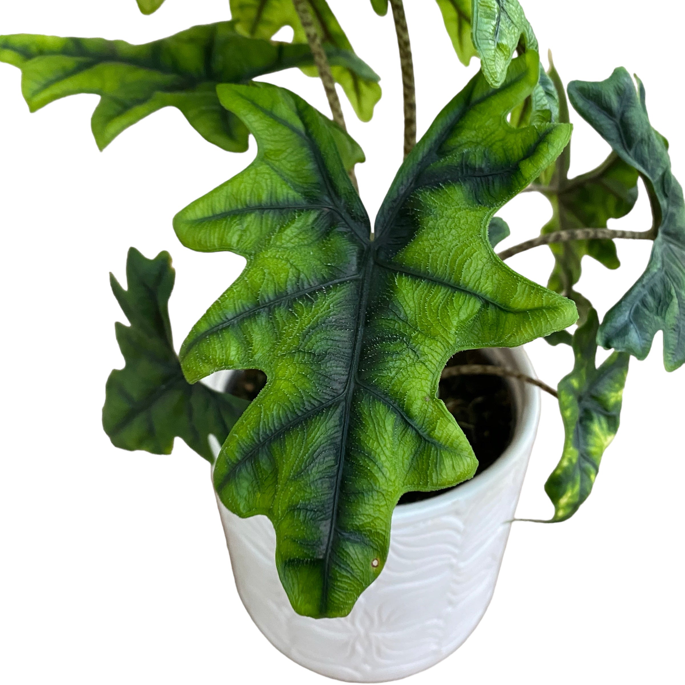 Alocasia 'Jacklyn' (Alocasia Sulawesi, Tandurusa) - varietate rara cu frunzis exotic