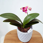 Phal. Purple Princess × Chienlung Moonlight (peloric)