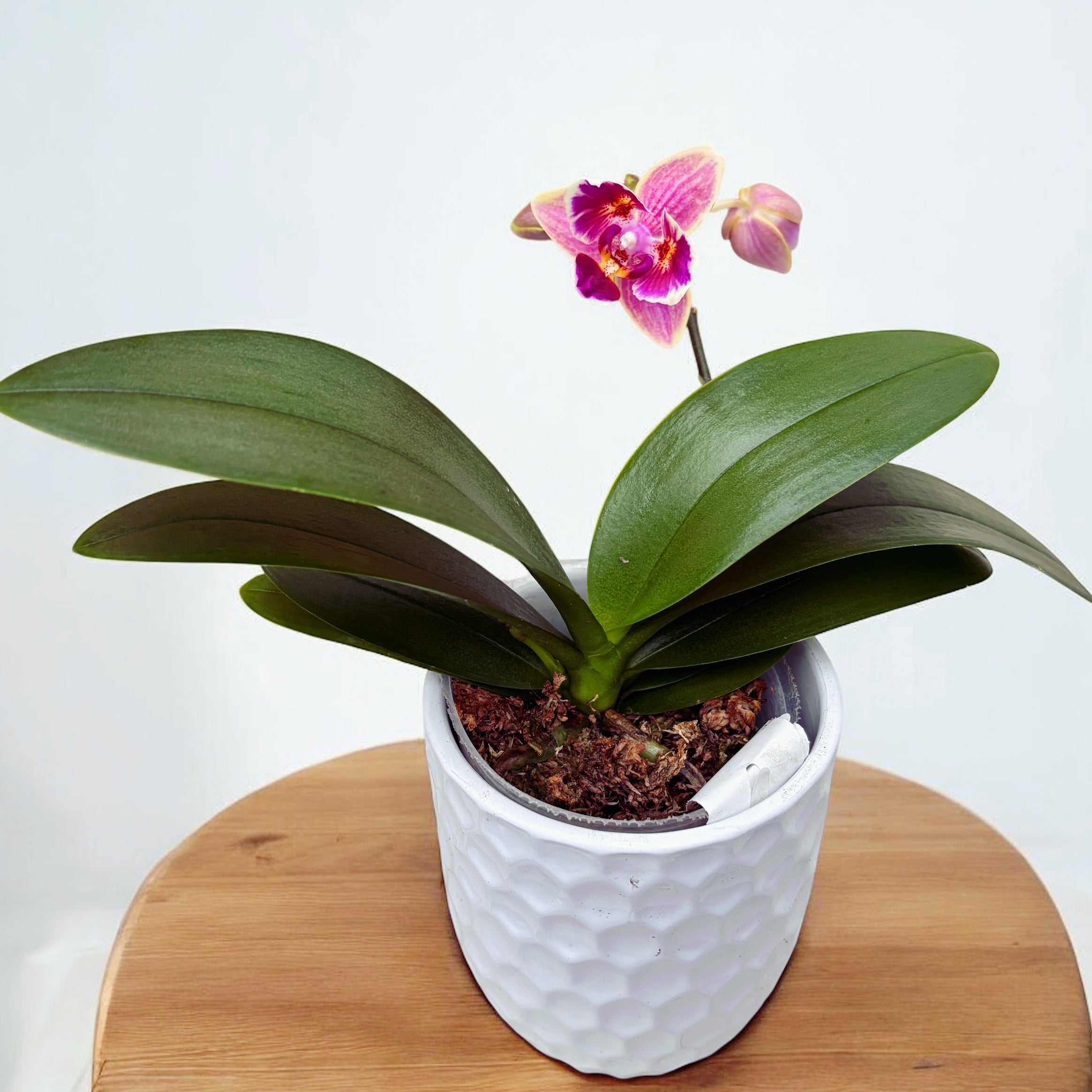 Phal. Purple Princess × Chienlung Moonlight (peloric)