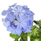 Plumbago auriculata (floarea dragostei)