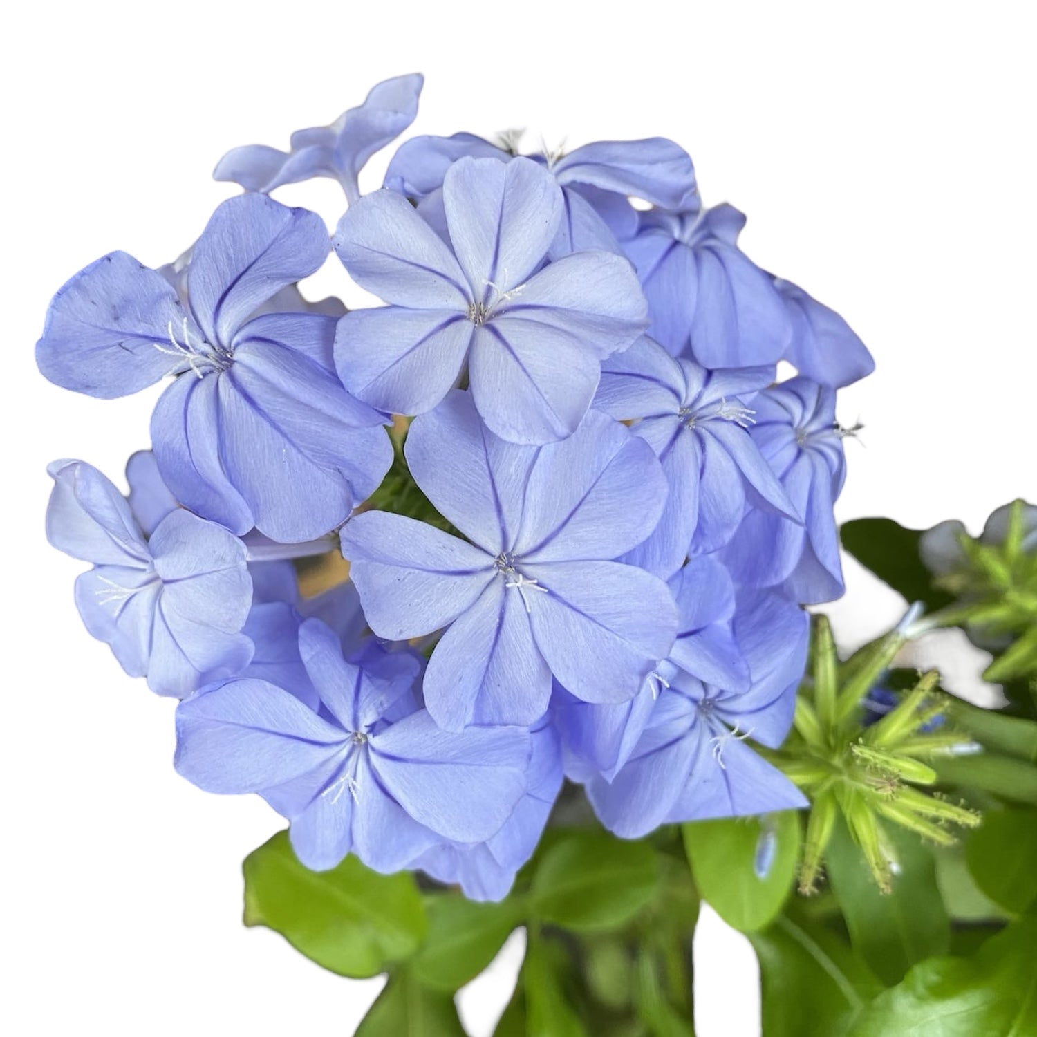 Plumbago auriculata (rakkauskukka)