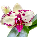 Phalaenopsis Sogo Aerea