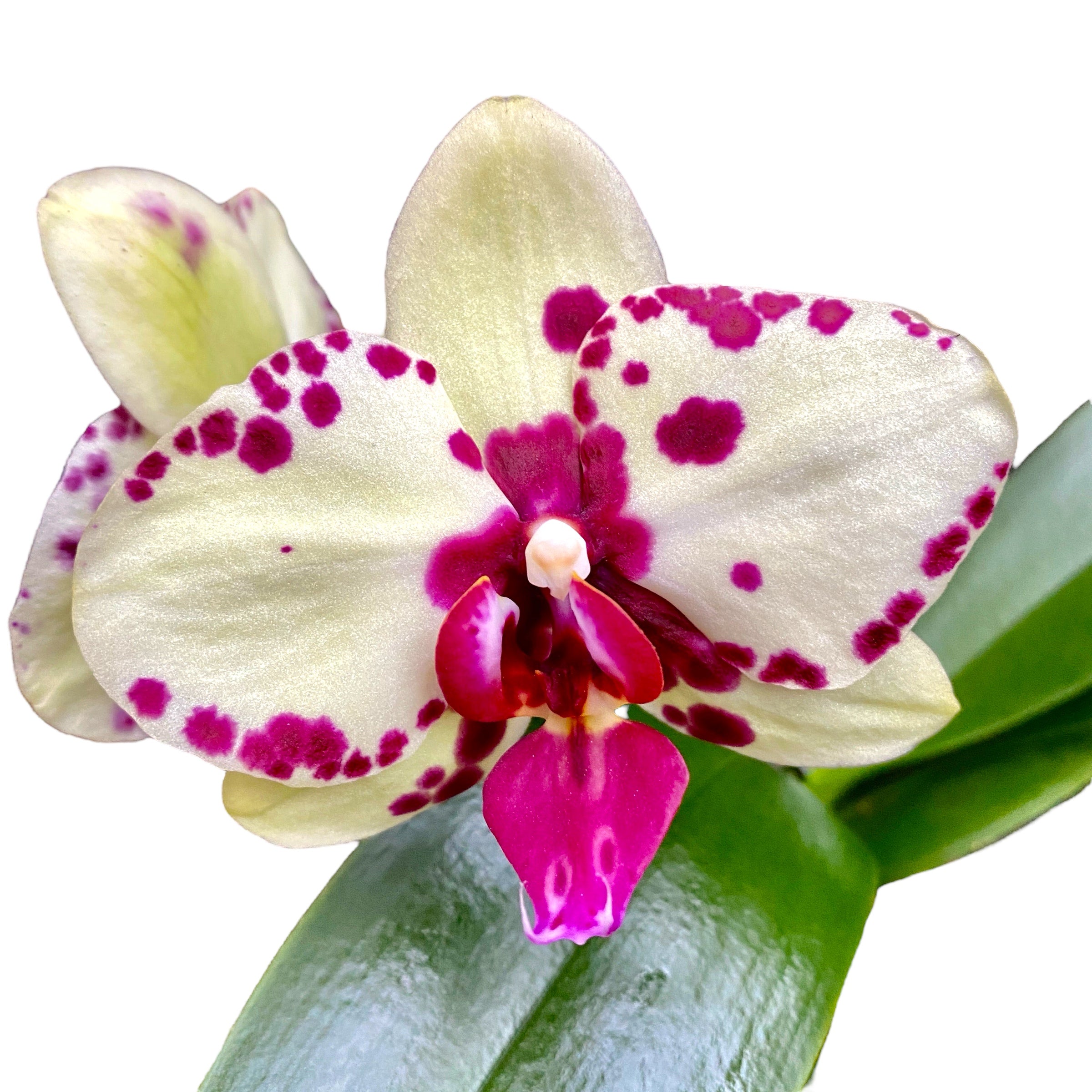 Phalaenopsis Sogo Aerea