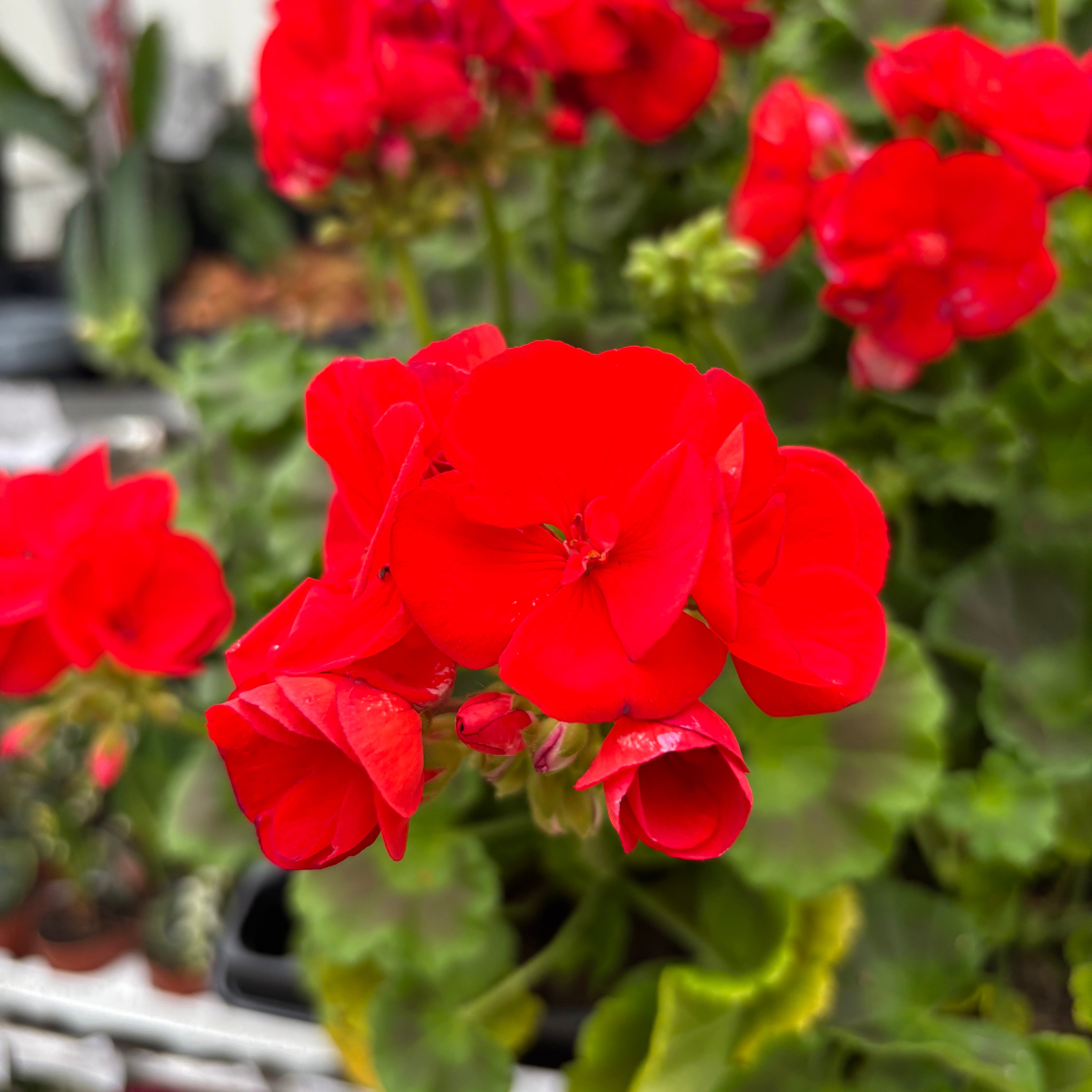 Pelargonium zonale ‘Tango Dark Red’ - muscata compacta cu flori rosu-inchis