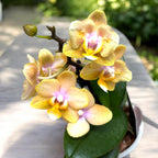 Phalaenopsis Scention - flori parfumate pelorice&normale