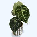 Anthurium clarinervium – bijuterie botanica