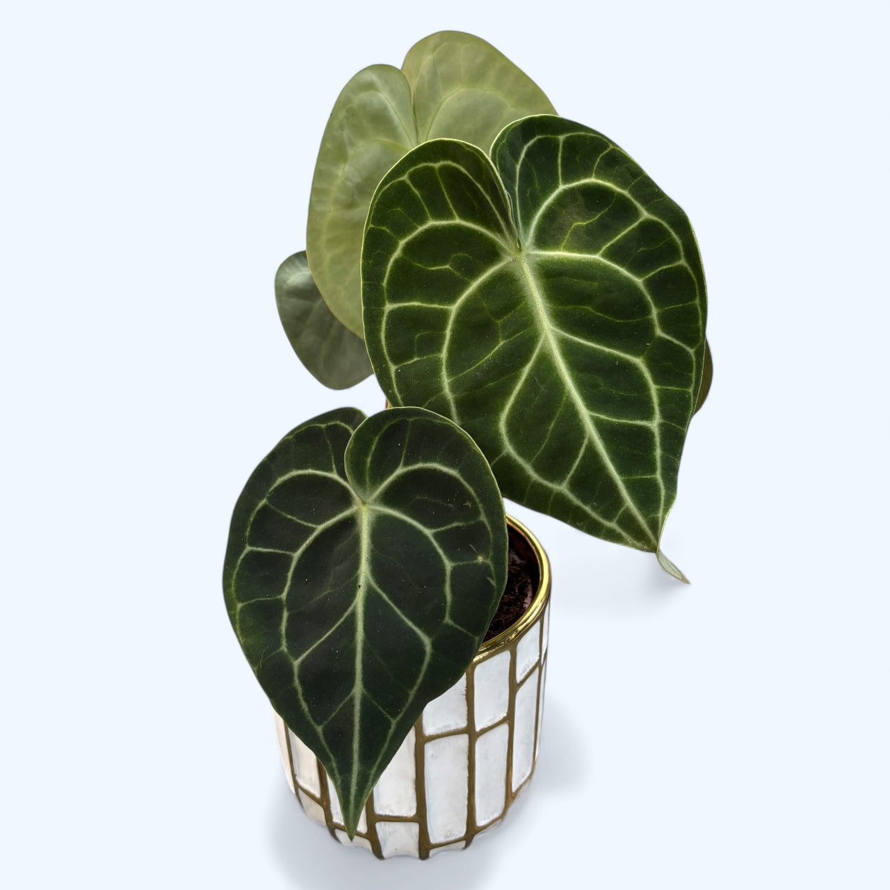 Anthurium clarinervium – bijuterie botanica