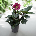 Helleborus Red Princess (spanz de iarna) - flori XL