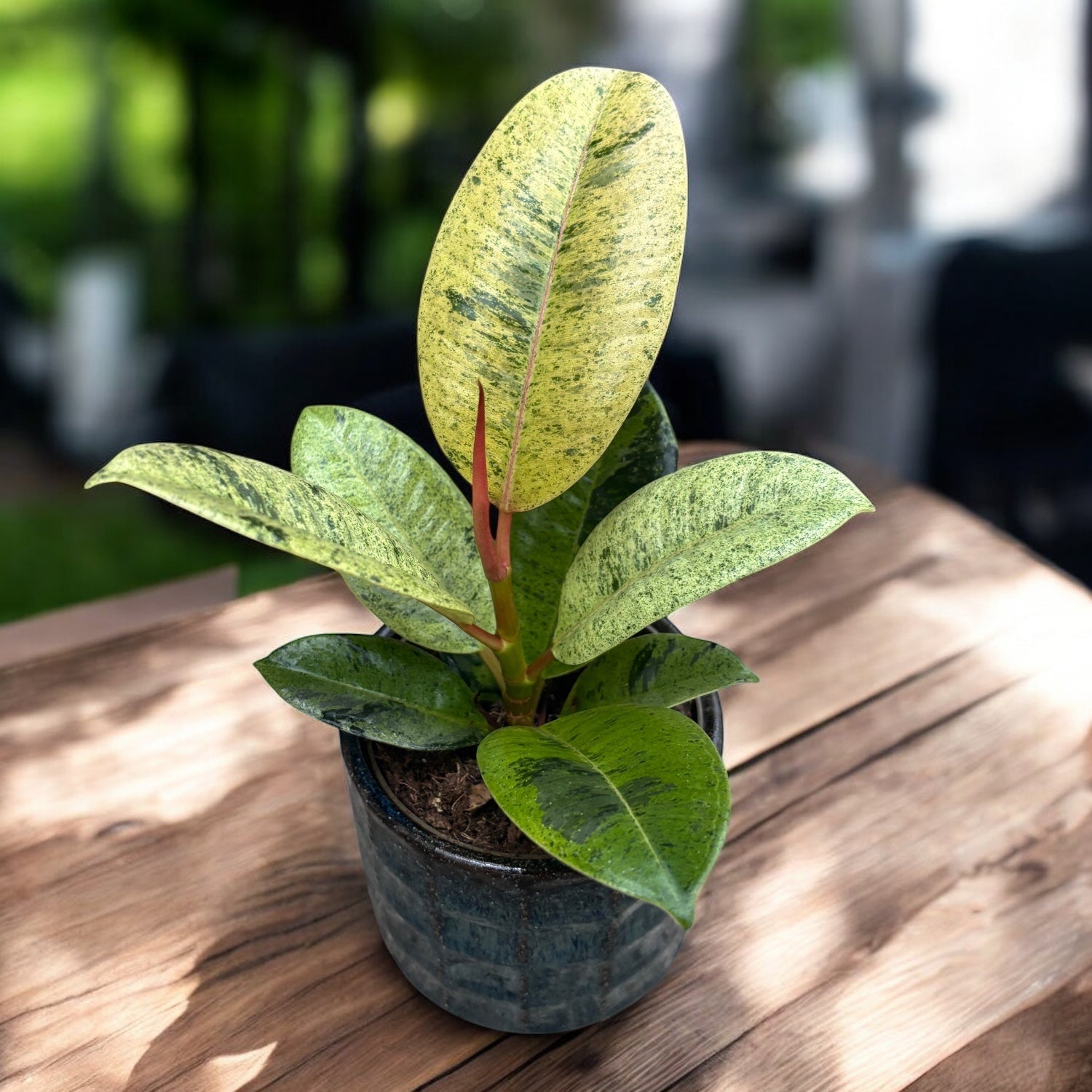 Ficus elastica 'Shivereana' ('Moonshine', 'Variegata') - stralucire unica si variegatie spectaculoasa