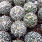 Mammillaria parkinsonii – Owl Eye Cactus, Mexican cactus with white spines