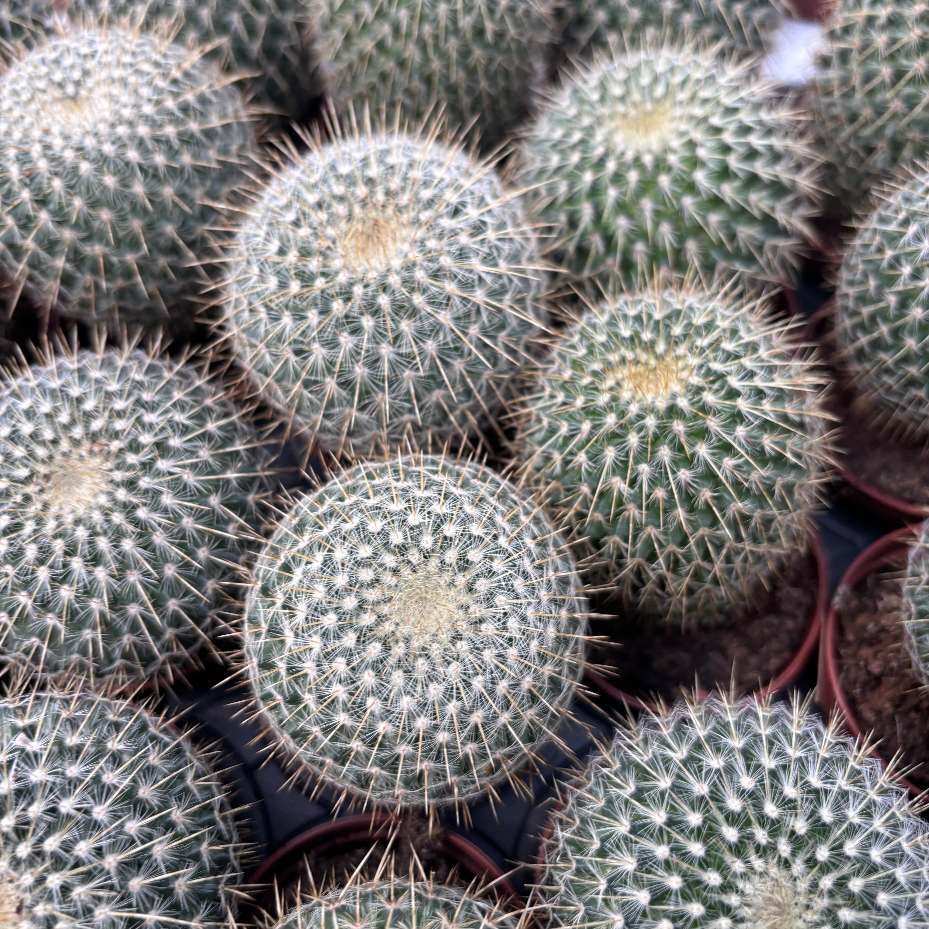 Mammillaria parkinsonii - Owl Eye Cactus, cactus mexican cu spini albi