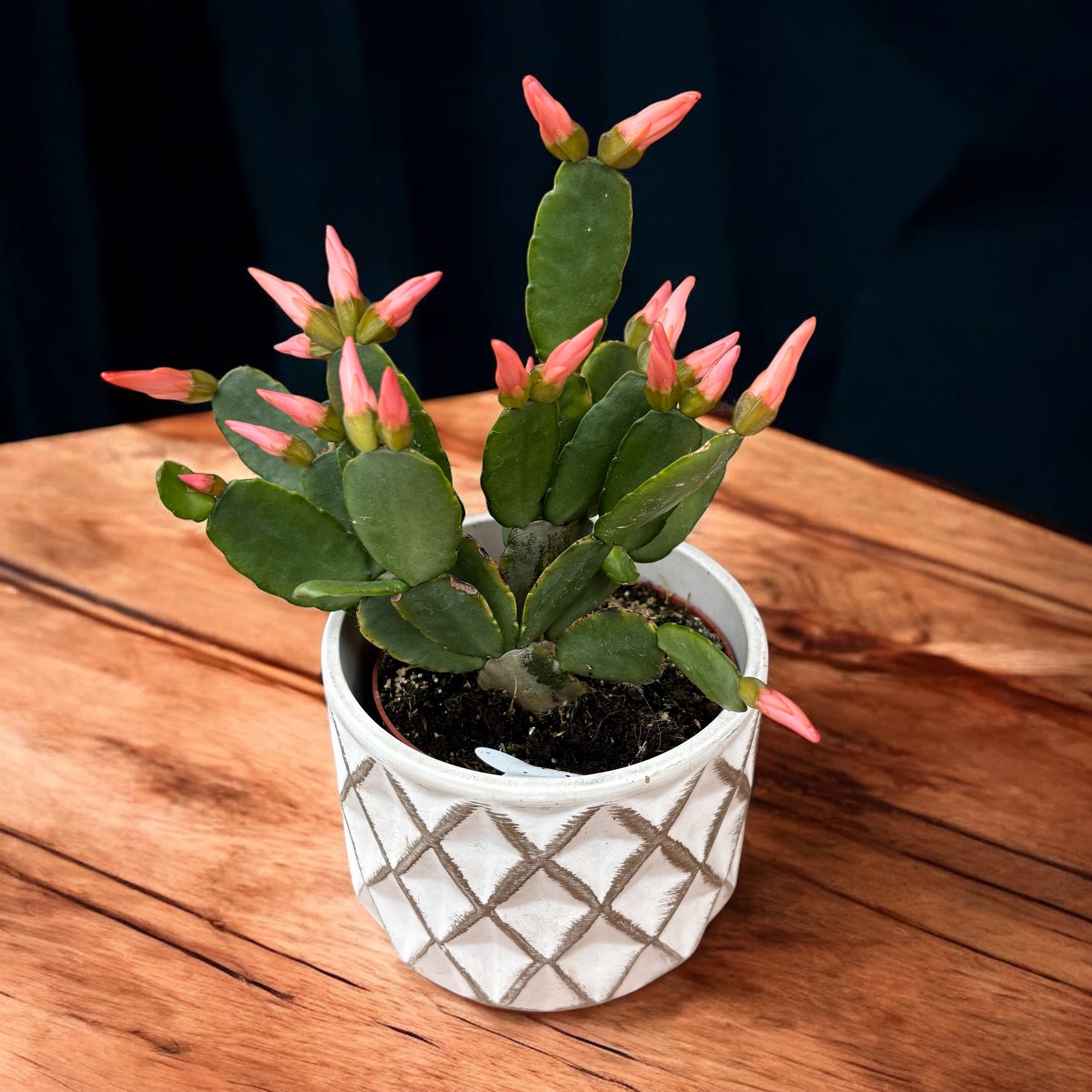 Rhipsalidopsis ‘Colombia’ (floarea pastelui) 2pp