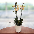 Phalaenopsis Bronze Buddha 'Lemon' (Bolgheri Lemon) - tuoksuva & pelorinen