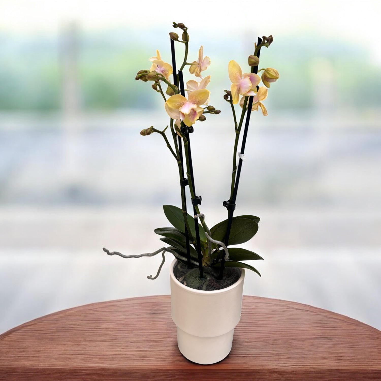 Phalaenopsis Bronze Buddha 'Lemon' (Bolgheri Lemon) - parfumé & pelorique