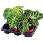 Anthurium crystallinum 'Silver Blush'