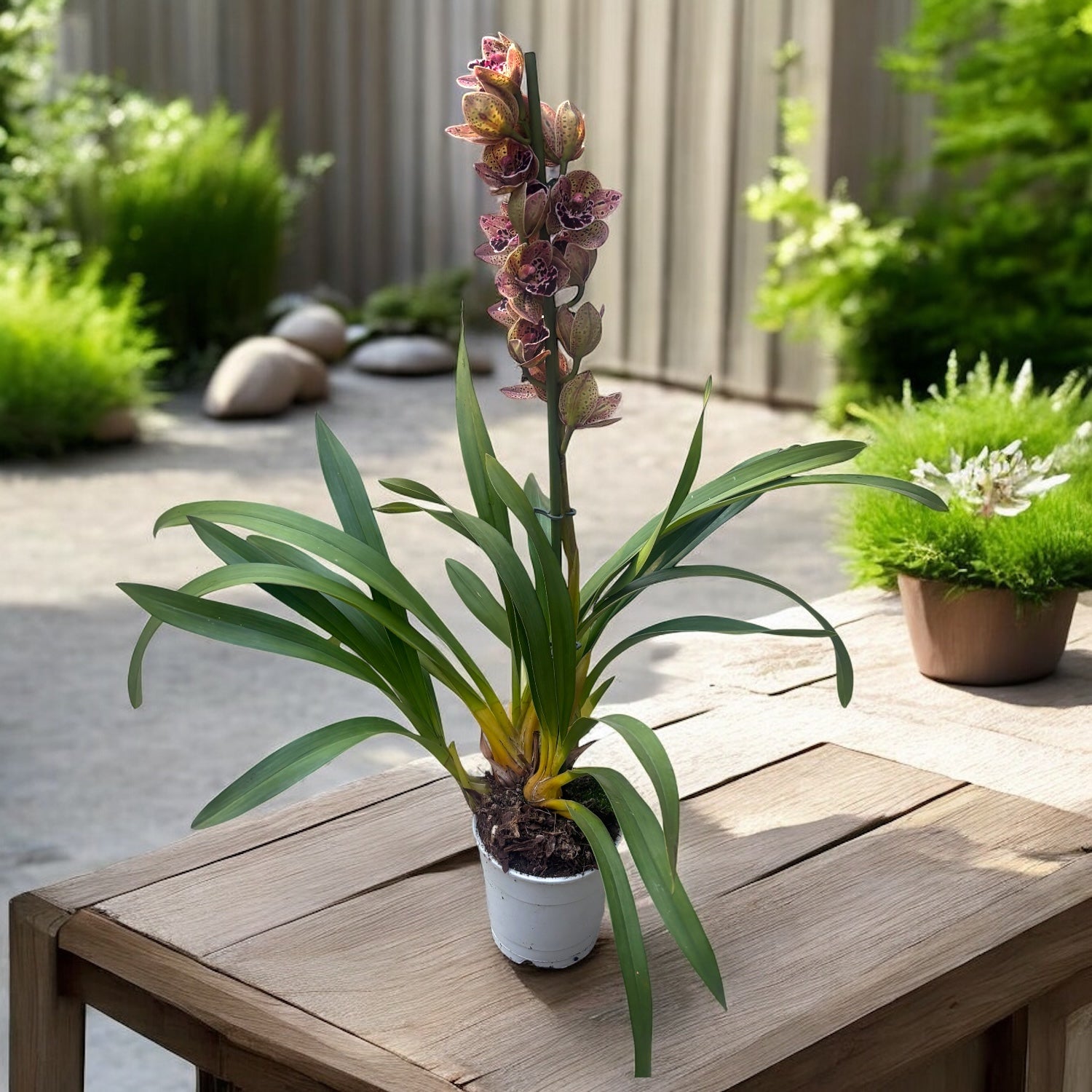 Cymbidium Vogel's Magic - parfumat