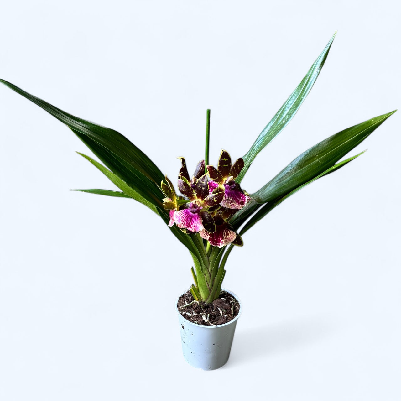 Zygopetalum hybride - fleurs XL parfumées