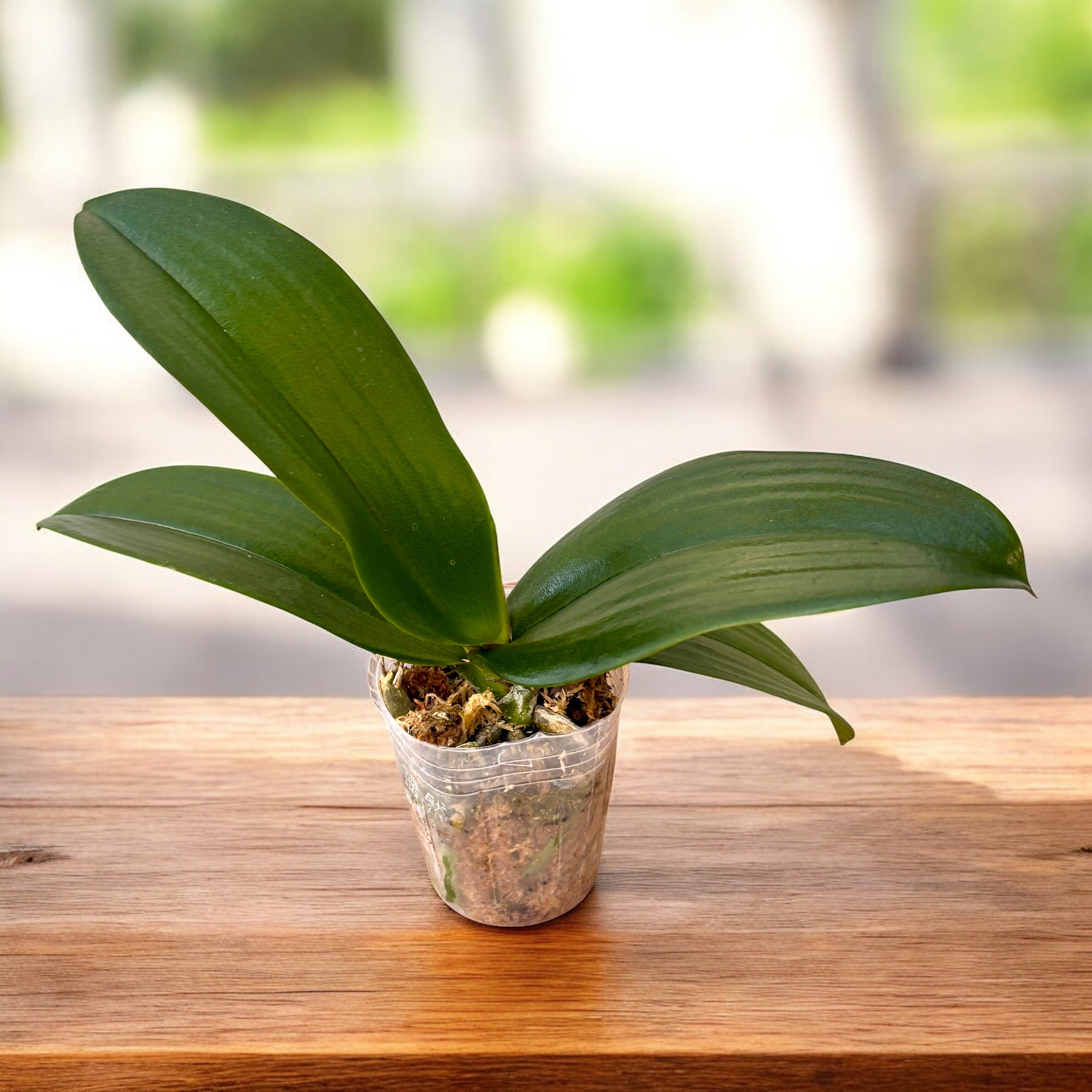 Фаленопсис Фангмей Черно пиано (пелорик)