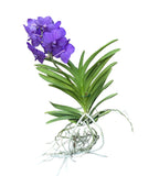 Vanda Tayanee Blue (Ansu)