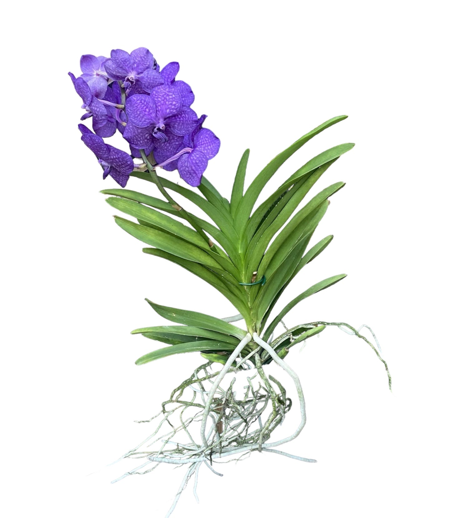 Vanda Tayanee Blue (Ansu)