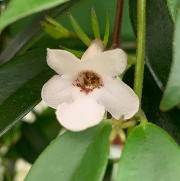 Codonanthe Crassifolia – XL-Exemplare