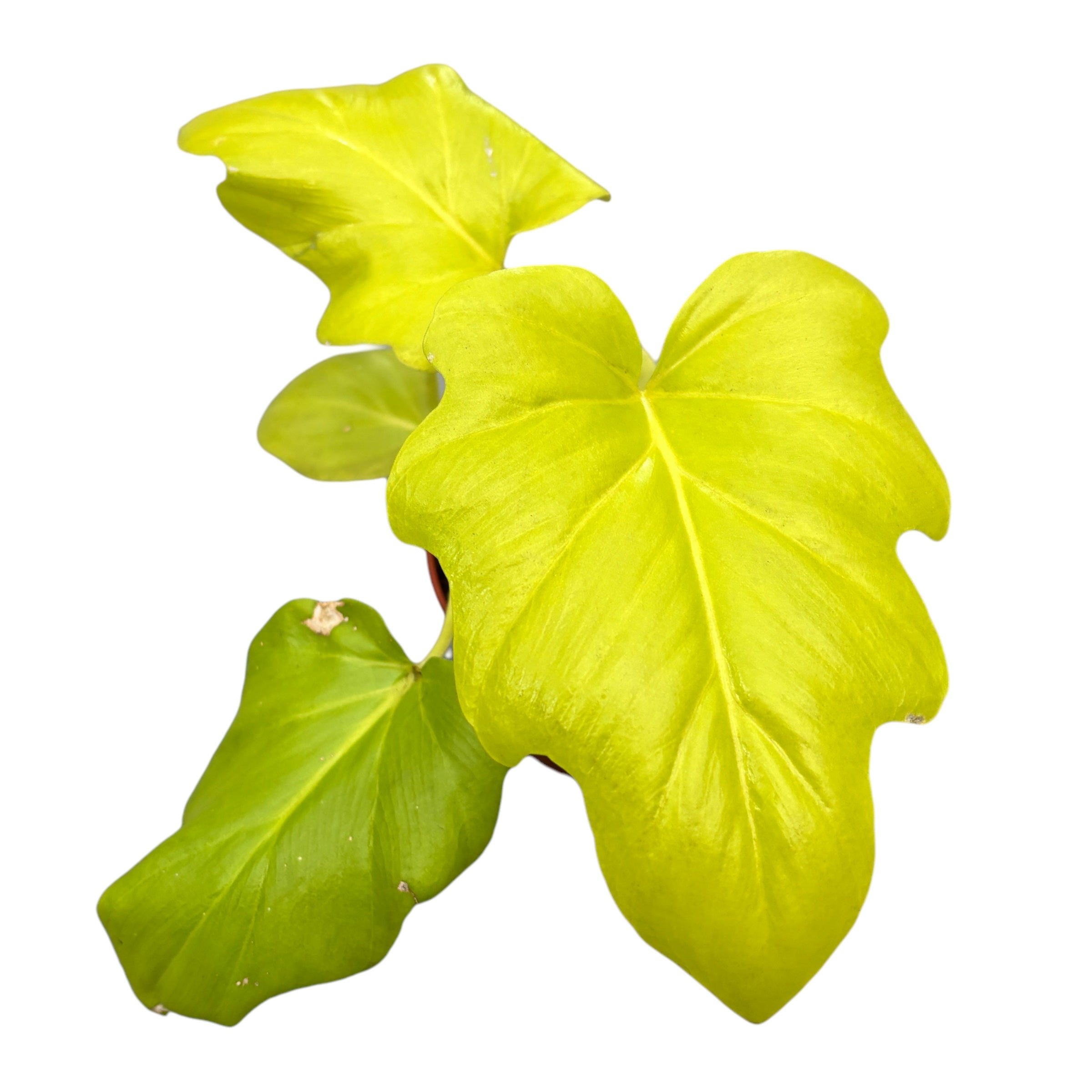 Philodendron Warscewiczii