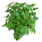 Vonné muškáty proti komárům - Pelargonium graveolens 'Citrosa' (indrusaim)