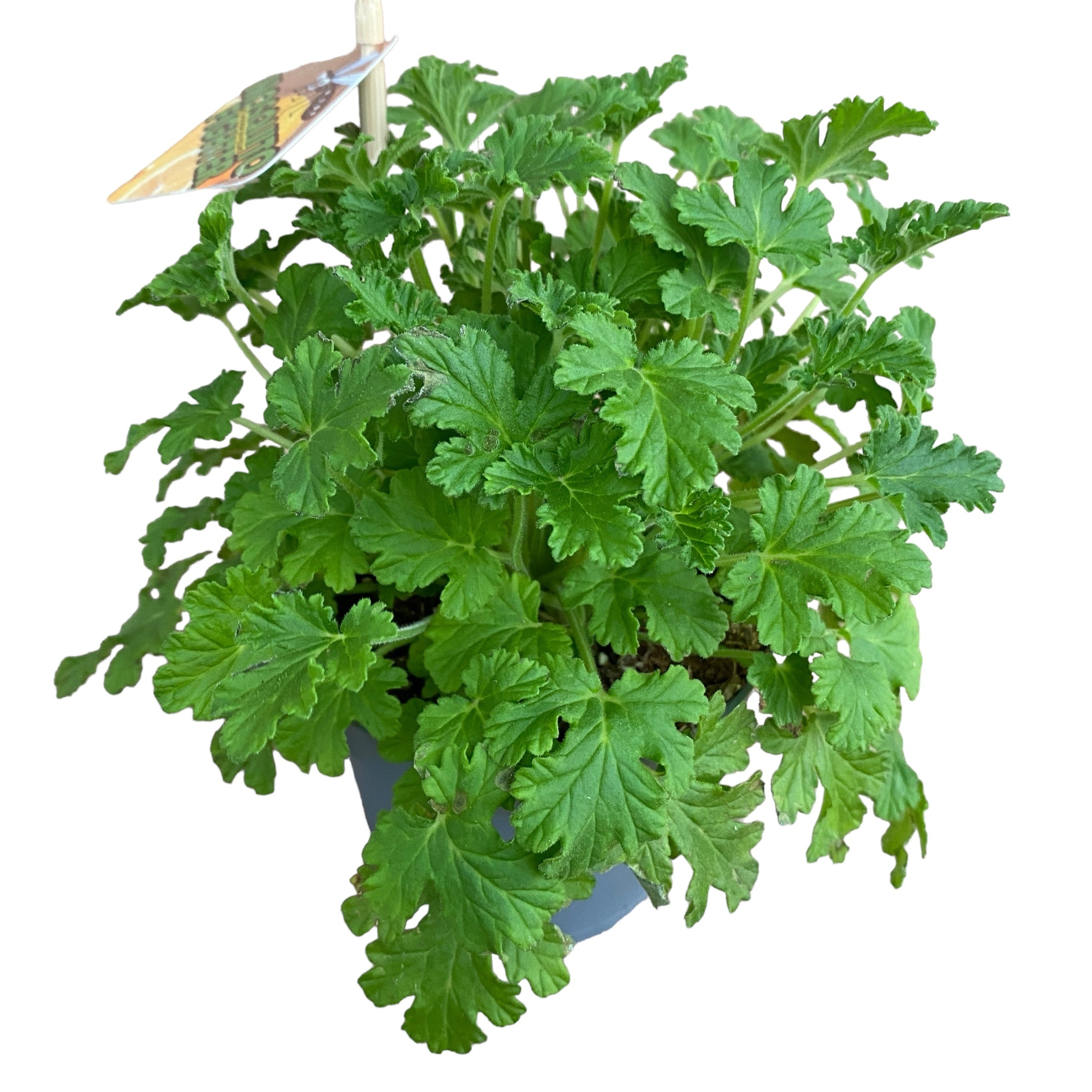 Muscate parfumate antitantari - Pelargonium graveolens 'Citrosa' (indrusaim)