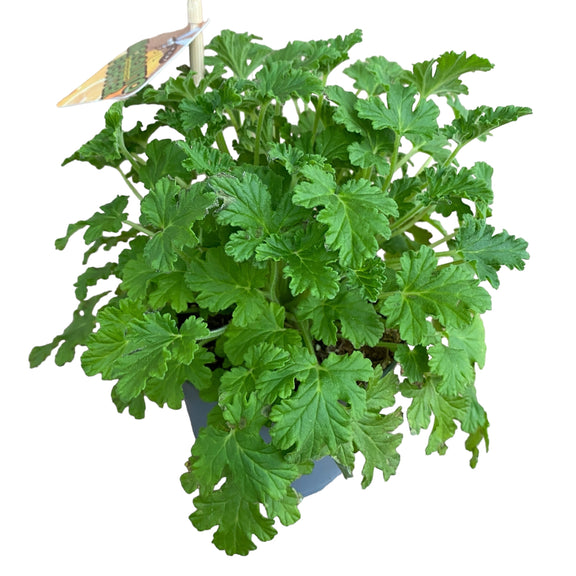 Muscate parfumate antitantari - Pelargonium graveolens 'Citrosa' (indr