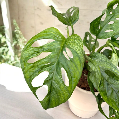 Monstera adansonii 'Mint' (Mottled variegation)  Secret Garden Plant Shop