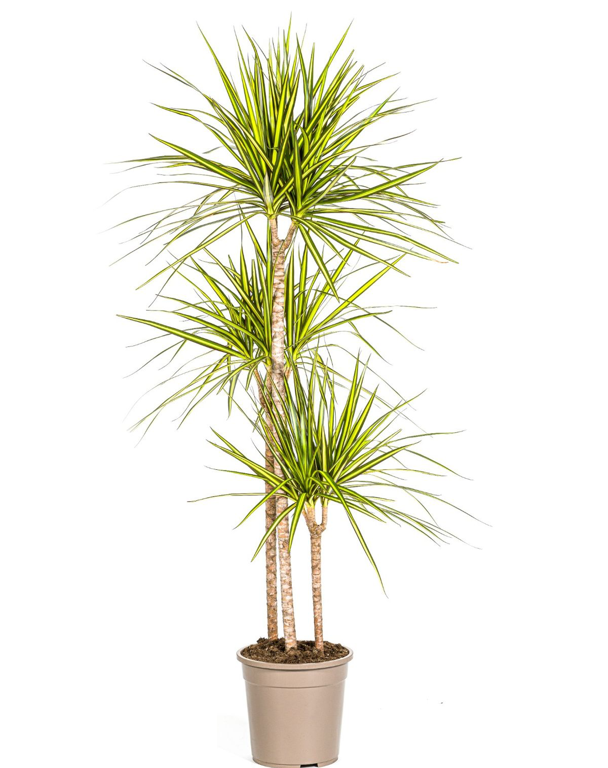 Dracaena marginata 'Sunray' 3 tulpini