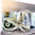 Tillandsia Curly Slim XL