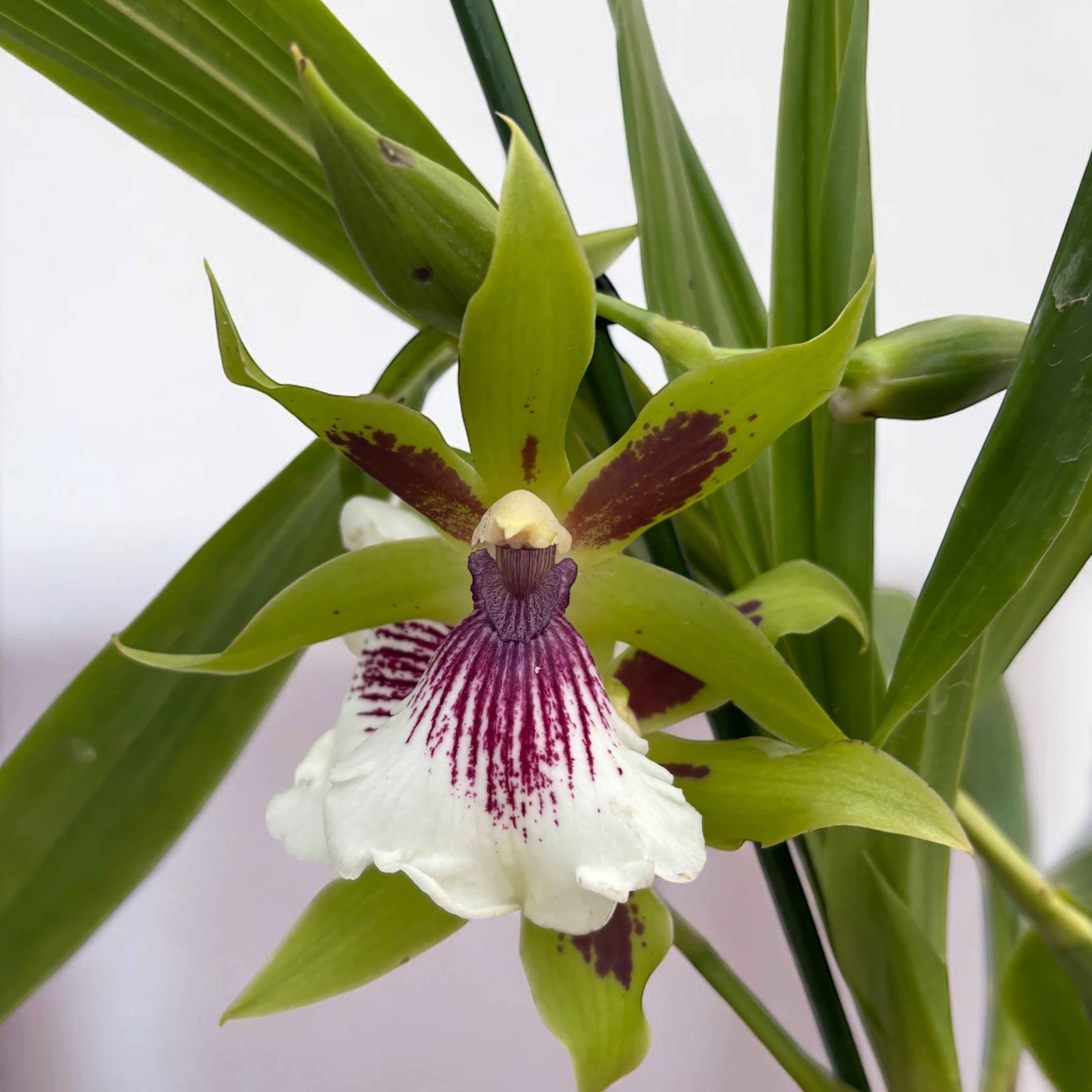 Zygopetalum Rhein Harlequin 'Strong' (fleurs intensément parfumées)