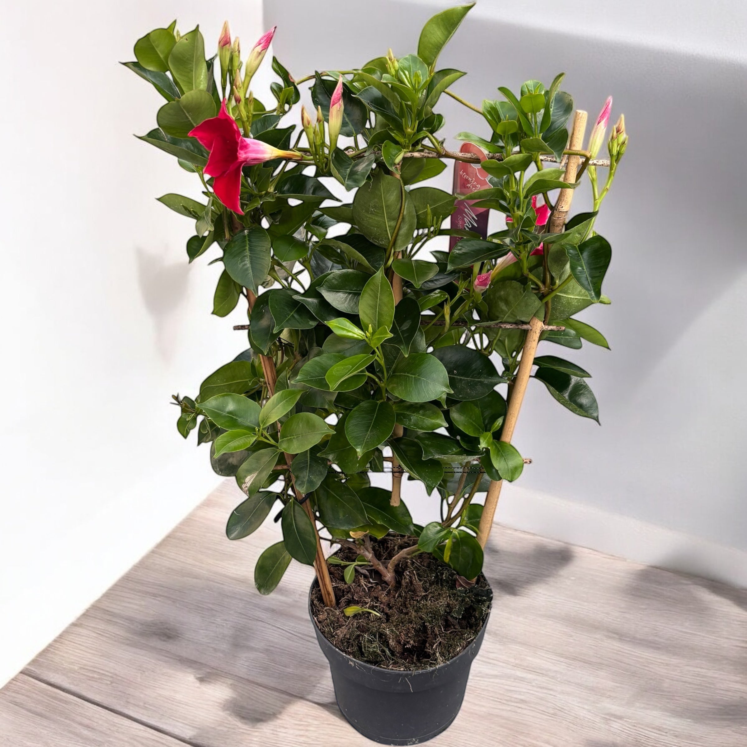 Mandevilla Sundaville Red - Dipladenia rosie (flori parfumate
