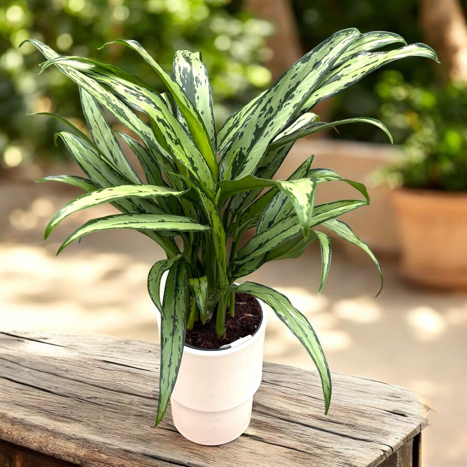 Aglaonema Cutlass (pianta fortunata)