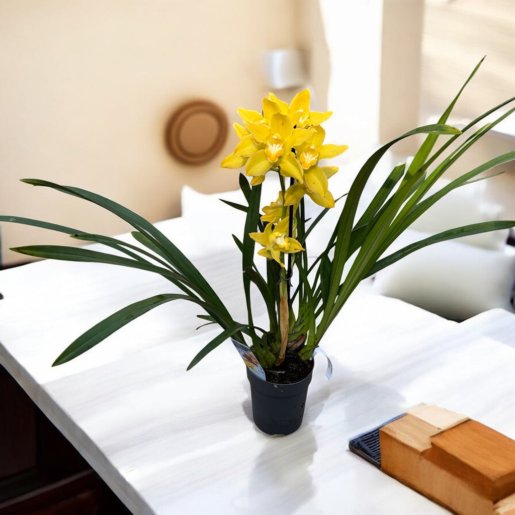 Cymbidium Golden Vanguard ‘Emperor’ - stora blommor