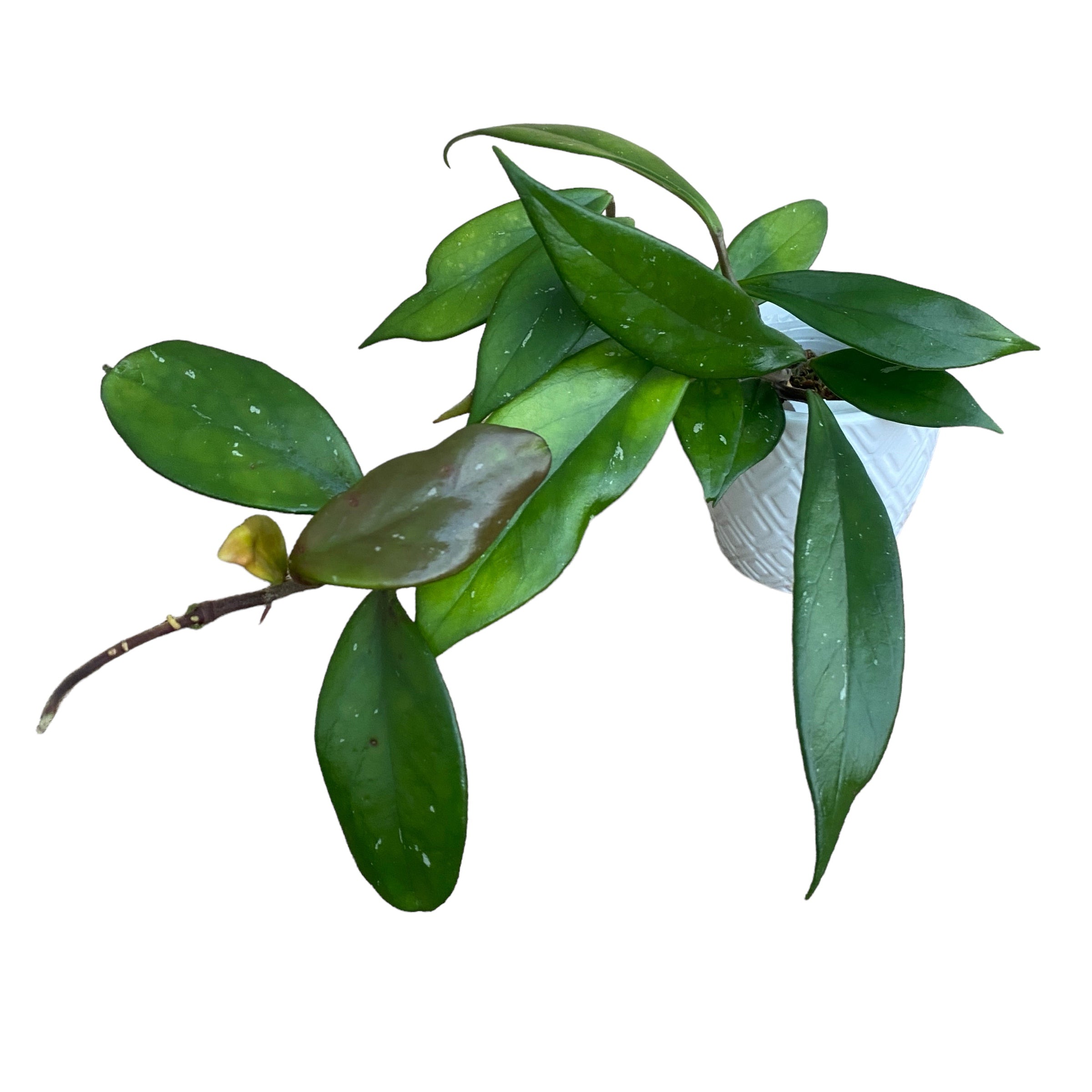 Hoya pubicalyx 'Royal Hawaiian Purple' (Taiwan)