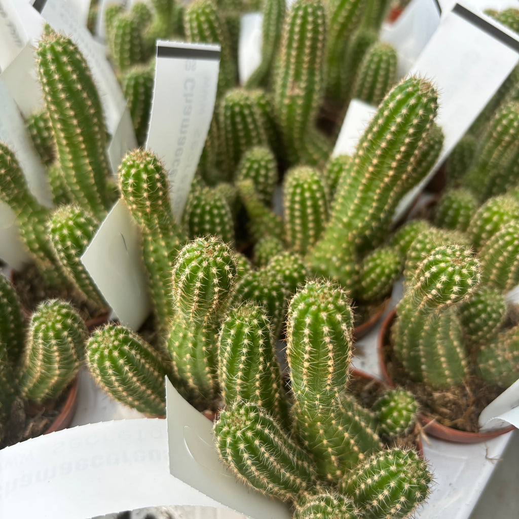 Chamaecereus silvestrii