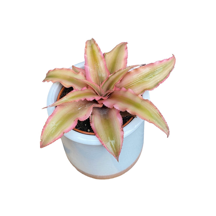 Cryptanthus bivittatus Pink Starlight