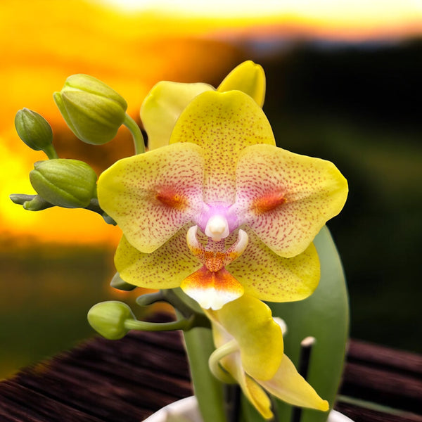 Phalaenopsis Yaphon Green Batman '417' (pelorisch)