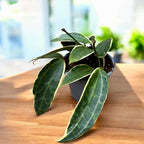 Hoya macrophylla 'Albomarginata'