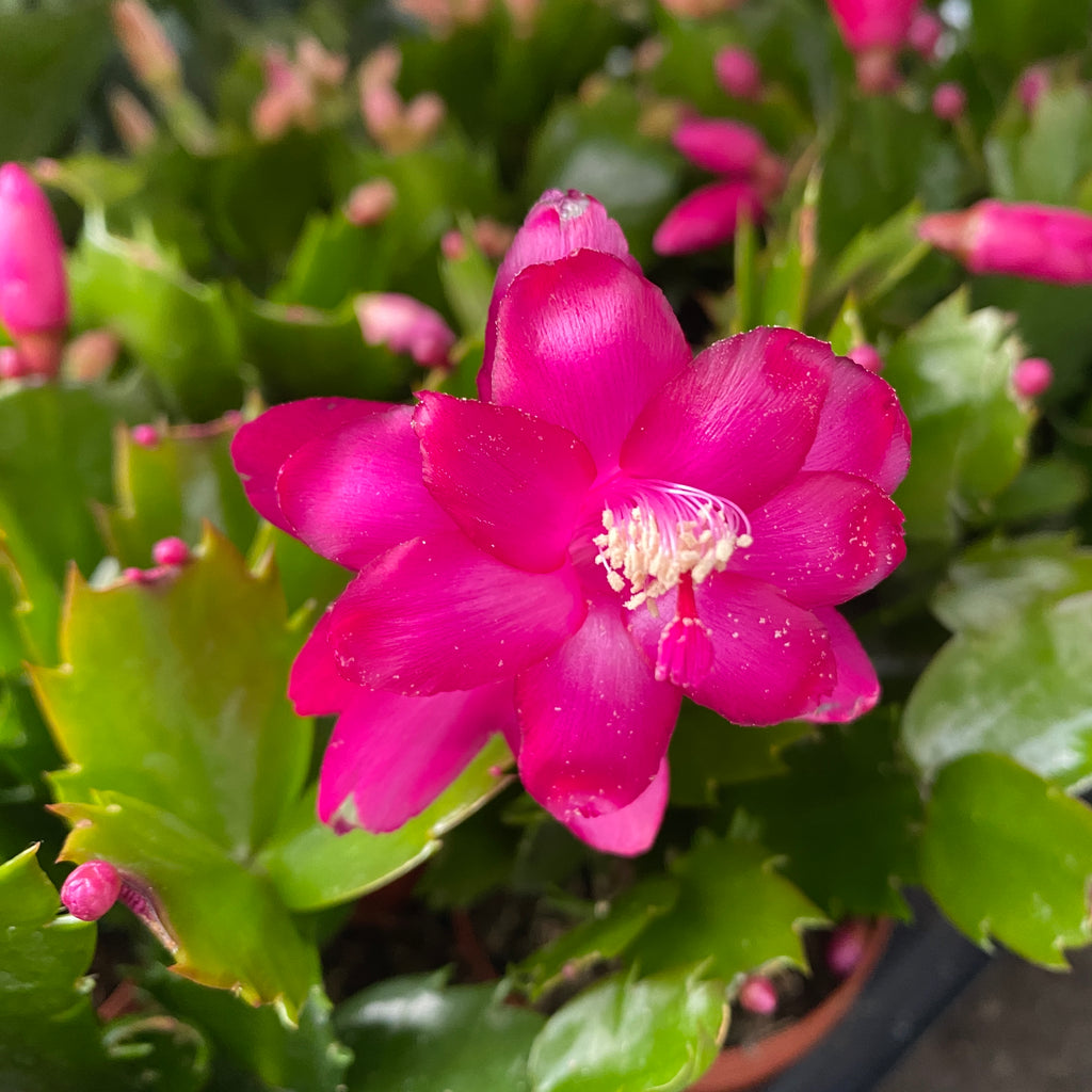 Schlumbergera 'Purple Brazil' (Kerstcactus cyclaam)