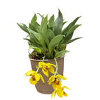 Promenaea Sunlight tigrata